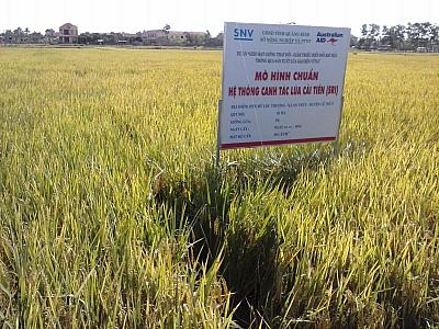 Sản xuất lúa theo phương thức canh tác cải tiến lợi nhuận hơn 3 triệu  đồngha  Báo Quảng Bình điện tử